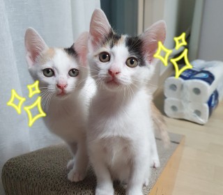 기타 무료분양