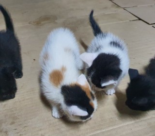 한국 고양이 무료분양