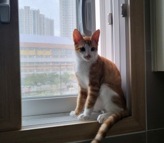 한국 고양이 무료분양