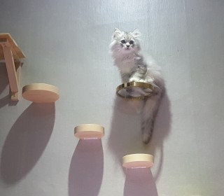 페르시안 무료분양