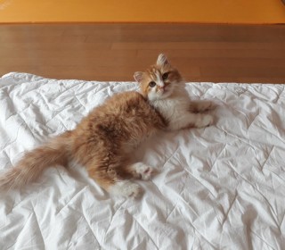 기타 무료분양