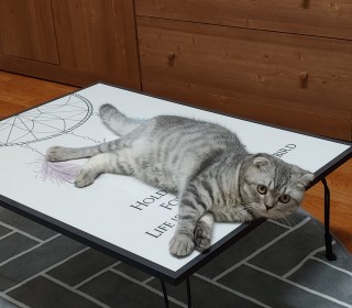 스코티쉬 폴드 무료분양
