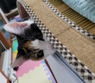 한국 고양이 무료분양
