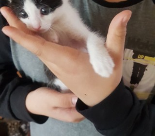 한국 고양이 무료분양