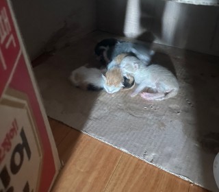 한국 고양이 무료분양