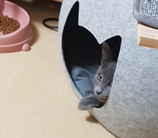 러시안 블루 무료분양