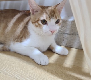 한국 고양이 무료분양