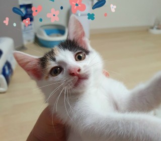 기타 무료분양