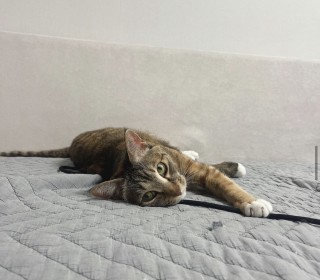 한국 고양이 무료분양