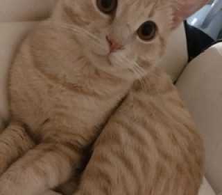 한국 고양이 무료분양