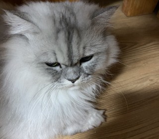 페르시안 무료분양