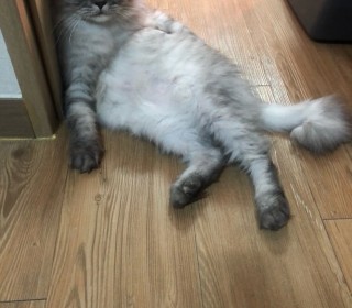 페르시안 무료분양
