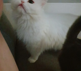 페르시안 무료분양