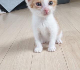 한국 고양이 무료분양
