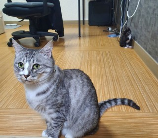 한국 고양이 무료분양