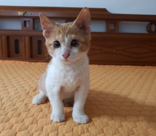 한국 고양이 무료분양
