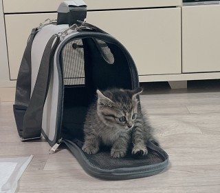 한국 고양이 무료분양