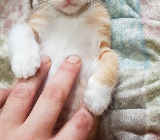 한국 고양이 무료분양