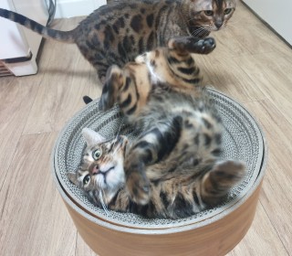기타 무료분양