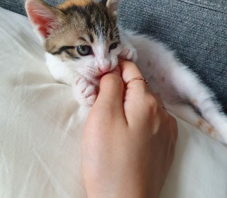 한국 고양이 무료분양