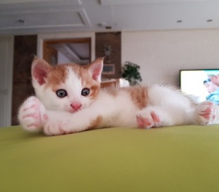 한국 고양이 무료분양