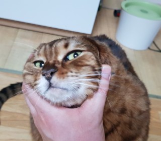 기타 무료분양
