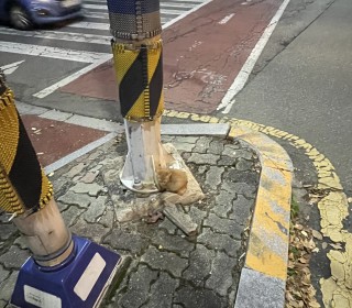 한국 고양이 무료분양