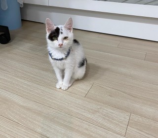 한국 고양이 무료분양