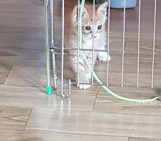 한국 고양이 무료분양