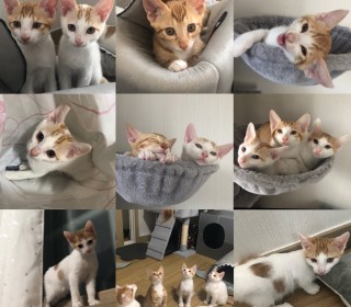 한국 고양이 무료분양