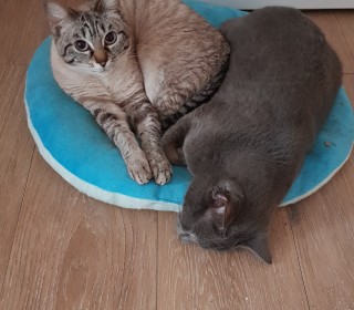 러시안 블루 무료분양