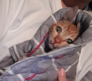 한국 고양이 무료분양