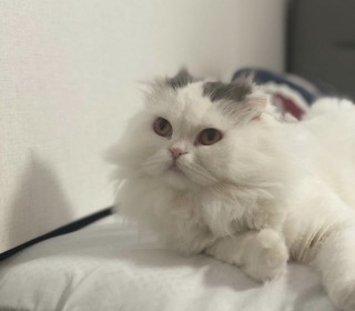 스코티쉬 폴드 무료분양