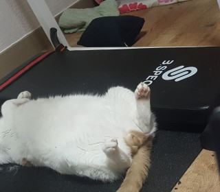 한국 고양이 무료분양
