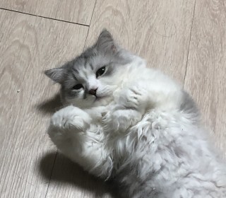 페르시안 무료분양