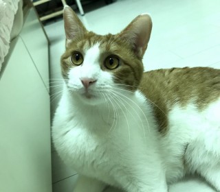 한국 고양이 무료분양