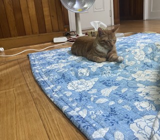 한국 고양이 무료분양