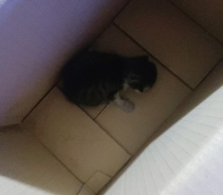 한국 고양이 무료분양