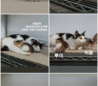 한국 고양이 무료분양