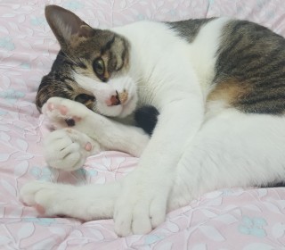 한국 고양이 무료분양