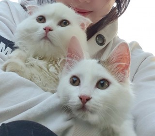 노르웨이숲 무료분양