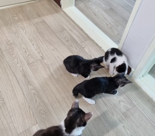 기타 무료분양