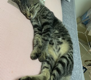 한국 고양이 무료분양