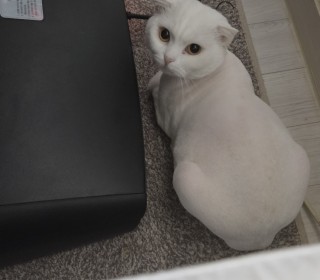 스코티쉬 폴드 무료분양