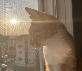 한국 고양이 무료분양