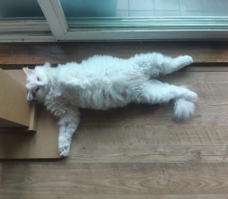 페르시안 무료분양