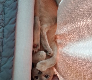 러시안 블루 무료분양