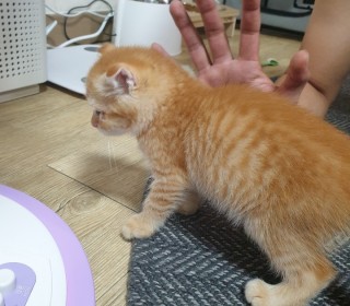 스코티쉬 폴드 무료분양