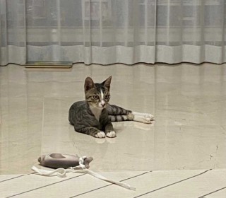 기타 무료분양