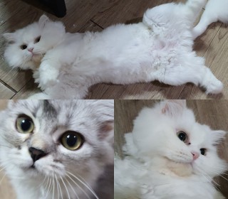페르시안 무료분양